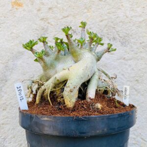 2810 12 Arabicum Hércules - Adulta