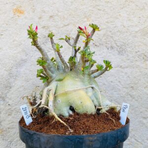 2810 13 Arabicum Pbn - Adulta