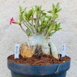 2810 15 Arabicum Mk Mk - Adulta