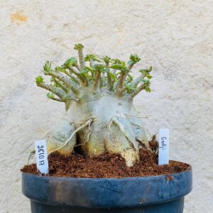 2810 17 Arabicum Godji - Adulta