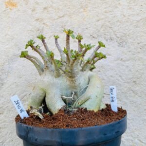 2810 18 Arabicum Green Pod - Adulta