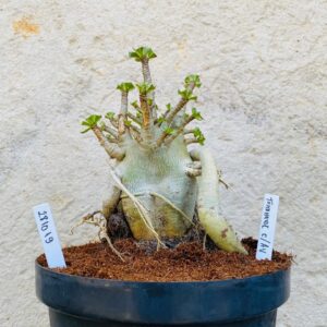 2810 19 Arabicum Tomahawk Com Avaria - Adulta