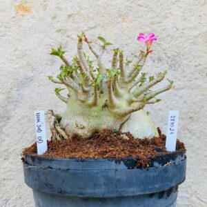 2810 21 Arabicum Nom Sod DD - Adulta