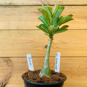 2410 47 Rosa do Deserto Céu Estrelado