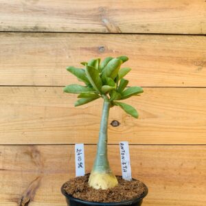 2410 58 Rosa do Deserto Antonieta