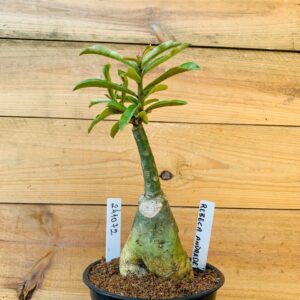 2410 72 Rosa do Deserto Rebeca Andrade