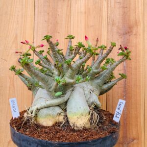 2910 01 Arabicum Green Pod - Adulta