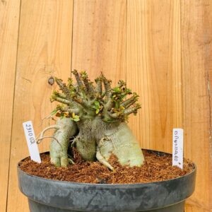 2910 02 Arabicum Espinossauro - Adulta