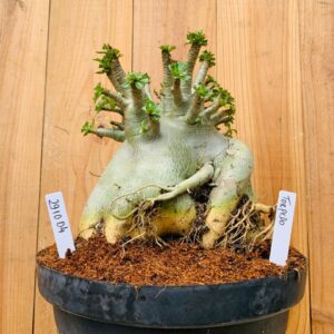 2910 04 Arabicum Torpedo - Adulta