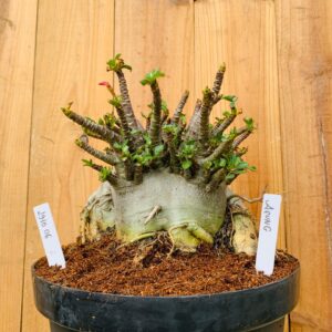 2910 06 Arabicum Aeung - Adulta