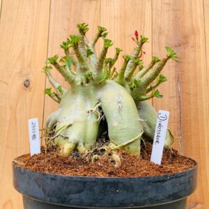 2910 10 Arabicum Dinossaur - Adulta