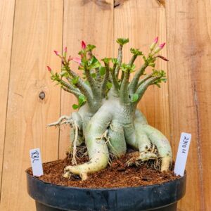 2910 11 Arabicum Rbl - Adulta