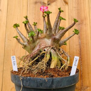 2910 12 Arabicum Ddc Pura - Adulta