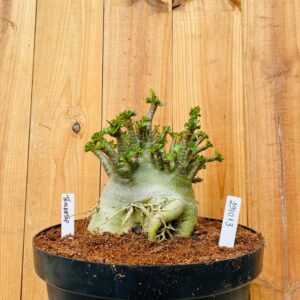 2910 13 Arabicum Triceraptor - Adulta