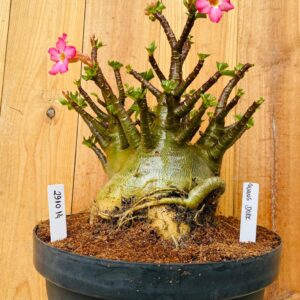 2910 14 Arabicum Wang Dork - Adulta