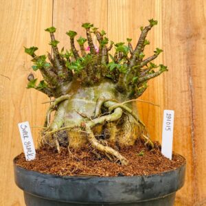 2910 15 Arabicum Super Black - Adulta