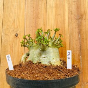 2910 16 Arabicum Tanos - Adulta