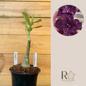 2410 71 Rosa do Deserto Céu Estrelado