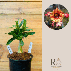 2410 68 Rosa do Deserto Renda de Fogo