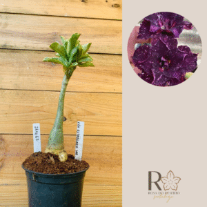 2410 67 Rosa do Deserto Céu Estrelado Variegata