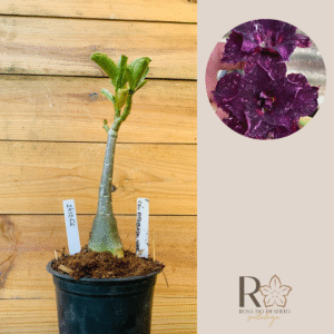 2410 66 Rosa do Deserto Céu Estrelado Variegata