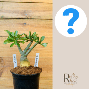 2410 65 Rosa do Deserto ID MISTERIOSO