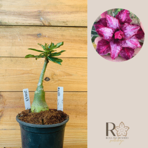 2410 63 Rosa do Deserto Moises