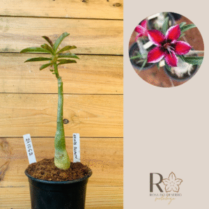 2410 62 Rosa do Deserto Grape Beauty