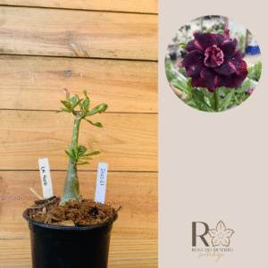 2410 61 Rosa do Deserto Lk 400