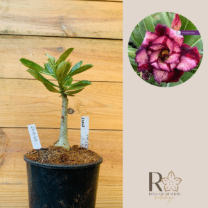 2410 60 Rosa do Deserto Ziyan