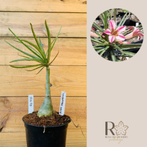 2410 59 Rosa do Deserto Crispum Pull White