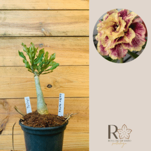 2410 56 Rosa do Deserto Golden Faith