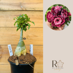 2410 54 Rosa do Deserto Saturno