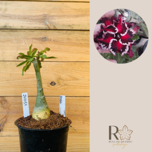 2410 51 Rosa do Deserto Akachi