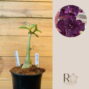 2410 50 Rosa do Deserto Céu Estrelado Simples