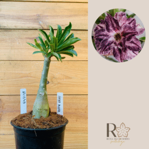 2410 49 Rosa do Deserto Arya Roxa