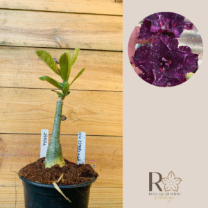 2410 41 Rosa do Deserto Céu Estrelado