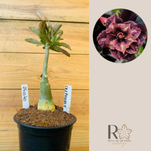 2410 40 Rosa do Deserto Crepusculo