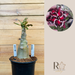 2510 98 Rosa do Deserto Akachi