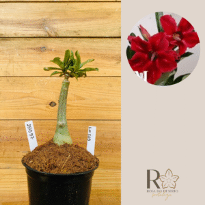 2510 97 Rosa do Deserto Lm 509