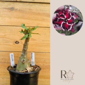 2510 131 Rosa do Deserto Akachi