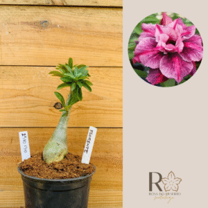 2510 130 Rosa do Deserto Florente