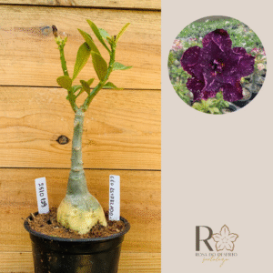 2510 129 Rosa do Deserto Céu Estrelado