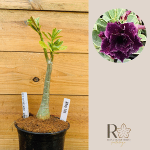 2510 126 Rosa do Deserto Céu Estrelado Variegata