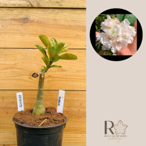 2510 119 Rosa do Deserto Pérola