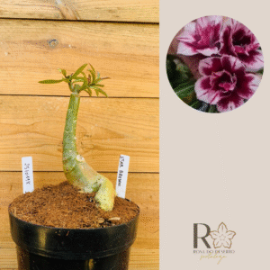 2510 118 Rosa do Deserto Star Brown