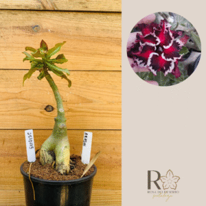 2510 115 Rosa do Deserto Akachi