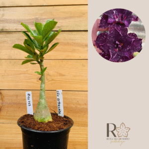 2510 107 Rosa do Deserto Céu Estrelado