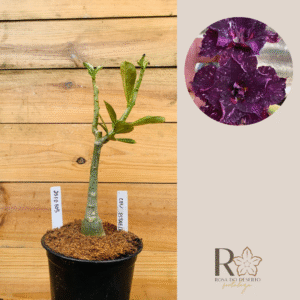 2510 105 Rosa do Deserto Céu Estrelado