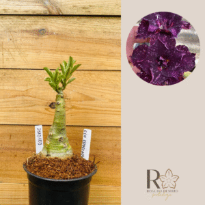 2510 103 Rosa do Deserto Céu Estrelado